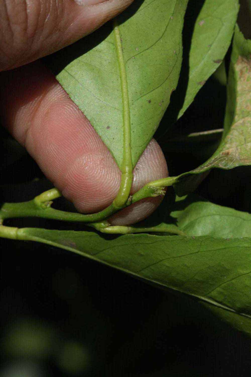            Petiole (Millsweet, Riverside, CA)   